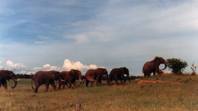 Akunamatata - Afrika 1988.