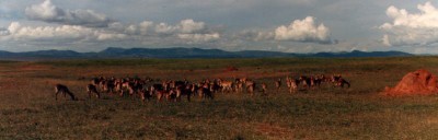 Antilope - Afrika 1988.